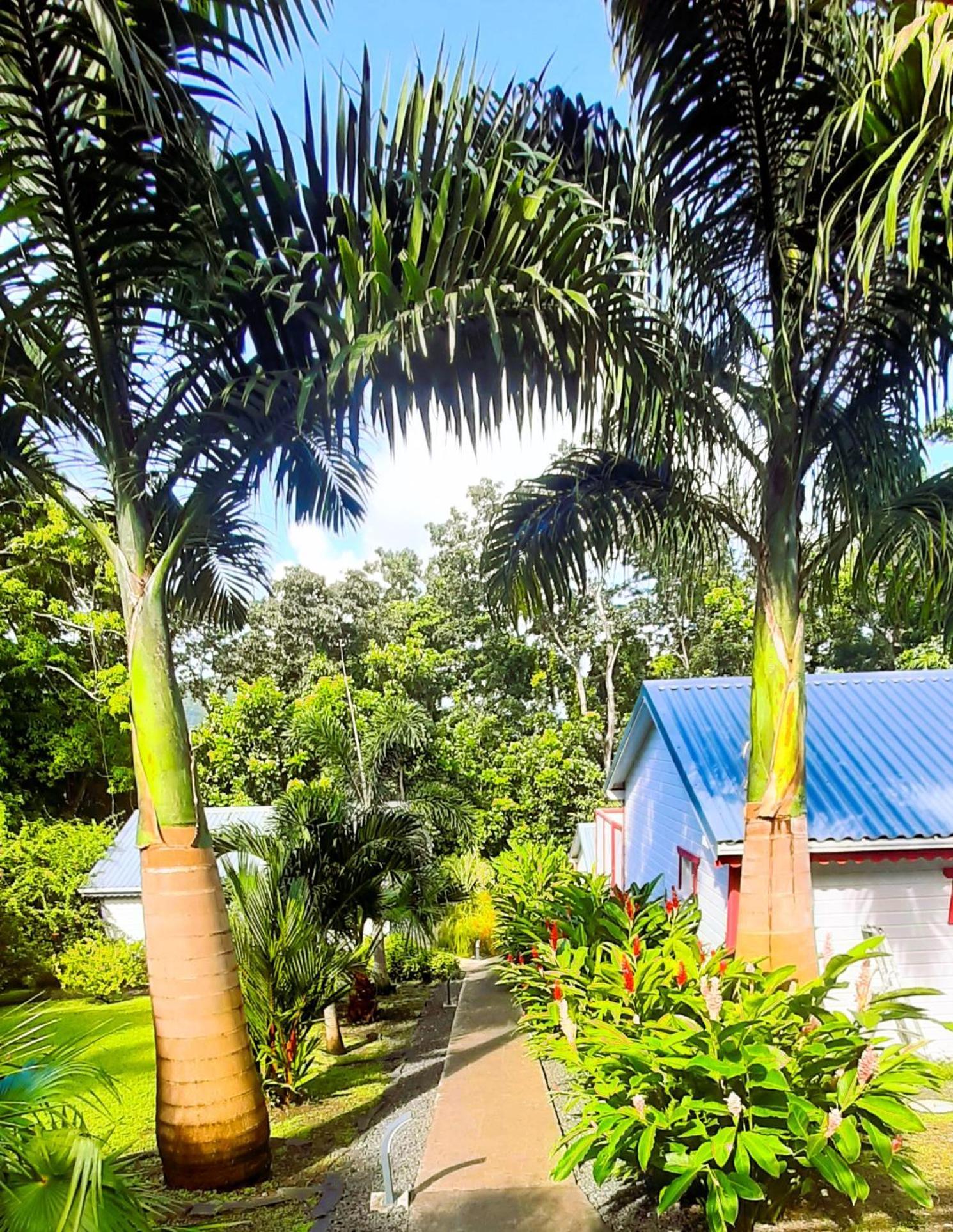 Caraibes Cottages Corail Piscine Privee A 900M De La Plage De Grande Anse Deshaies Ngoại thất bức ảnh